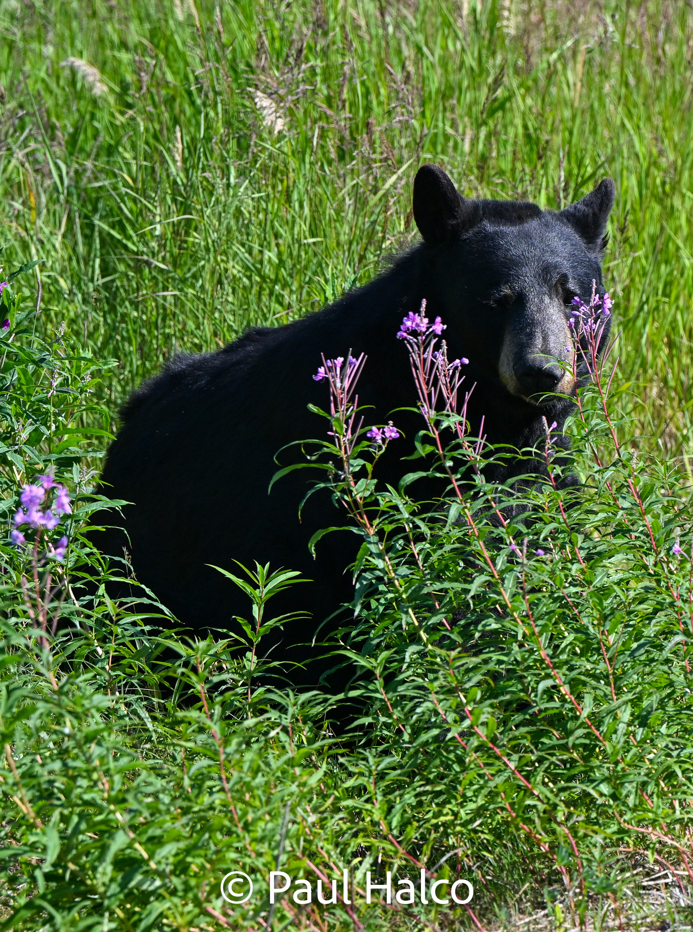 Paul Halco - General Alaska-40